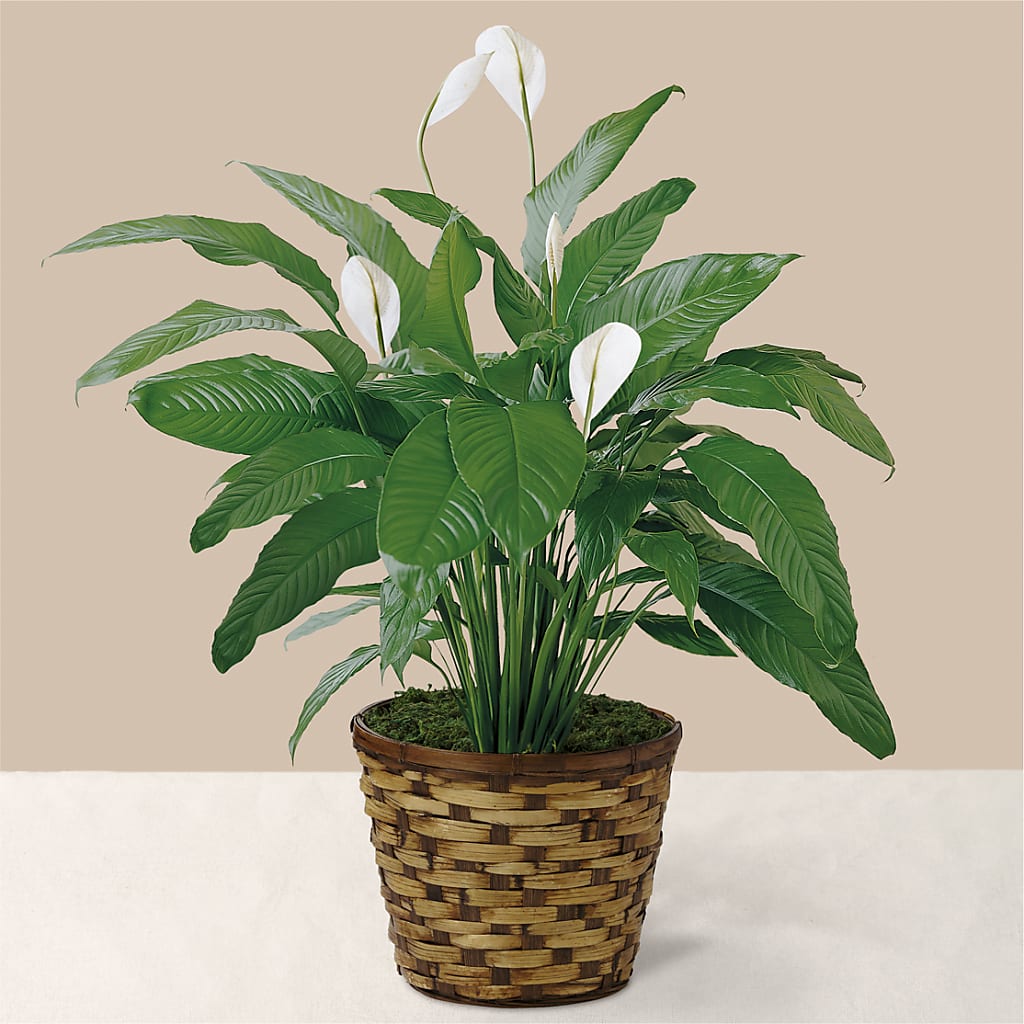 Tranquil Moments Peace Lily Plant – Flora Ventures Llc, Newmarket NH