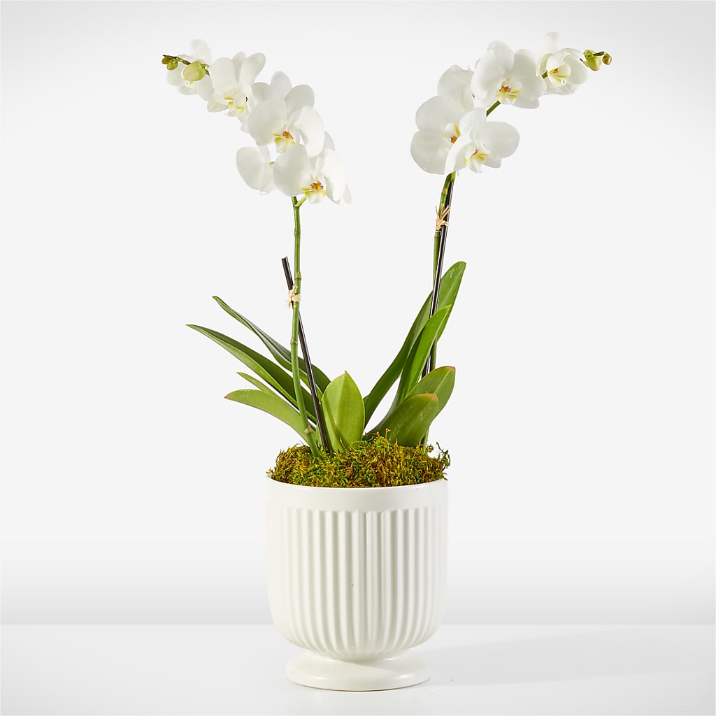 Whispering White Orchid – Flora Ventures Llc, Newmarket NH