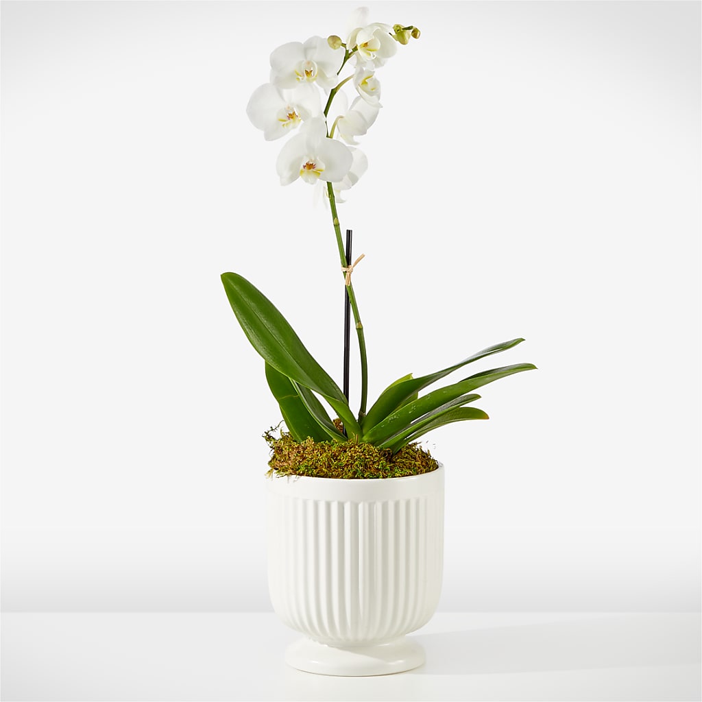 Whispering White Orchid – Flora Ventures Llc, Newmarket NH