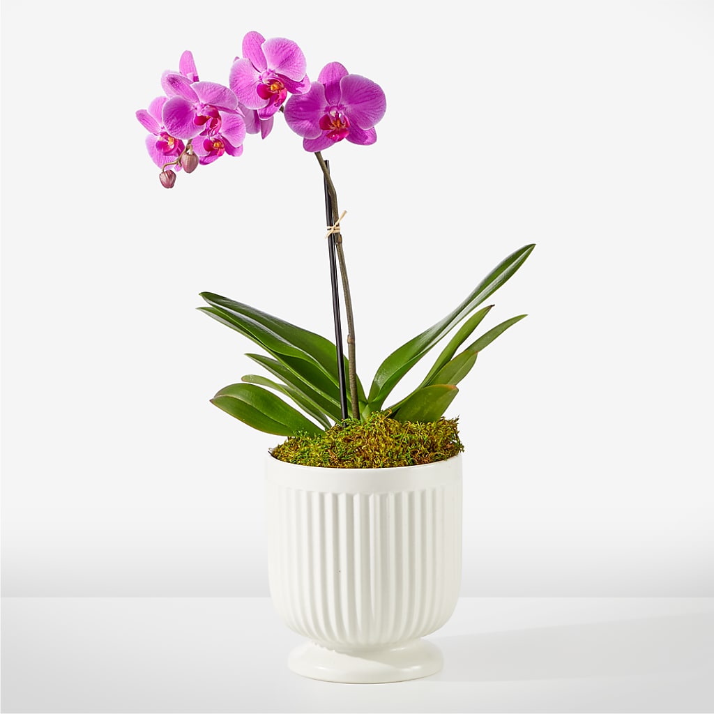Friendly Fuchsia Orchid – Flora Ventures Llc, Newmarket NH