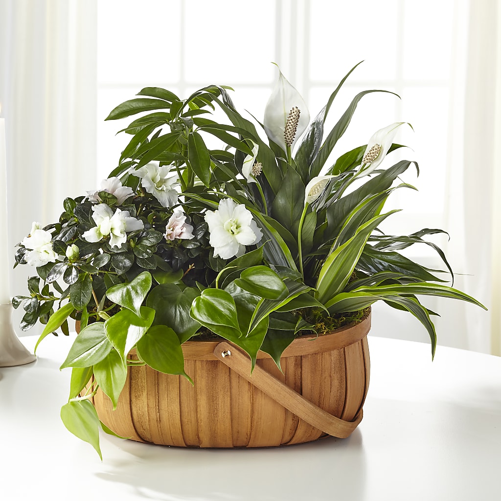 Serene Dishgarden – Flora Ventures Llc, Newmarket NH