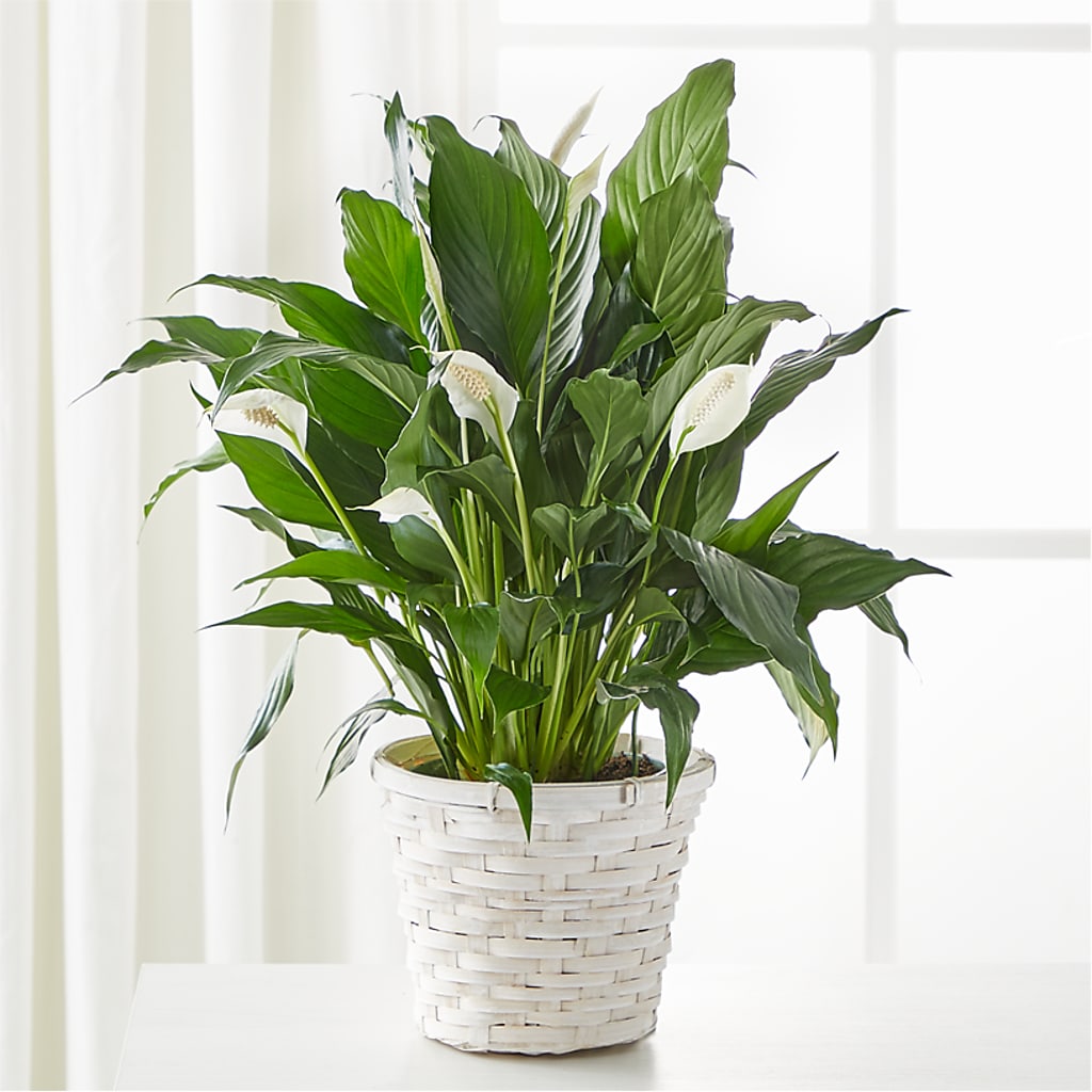 A New Leaf Peace Lily – Flora Ventures Llc, Newmarket NH