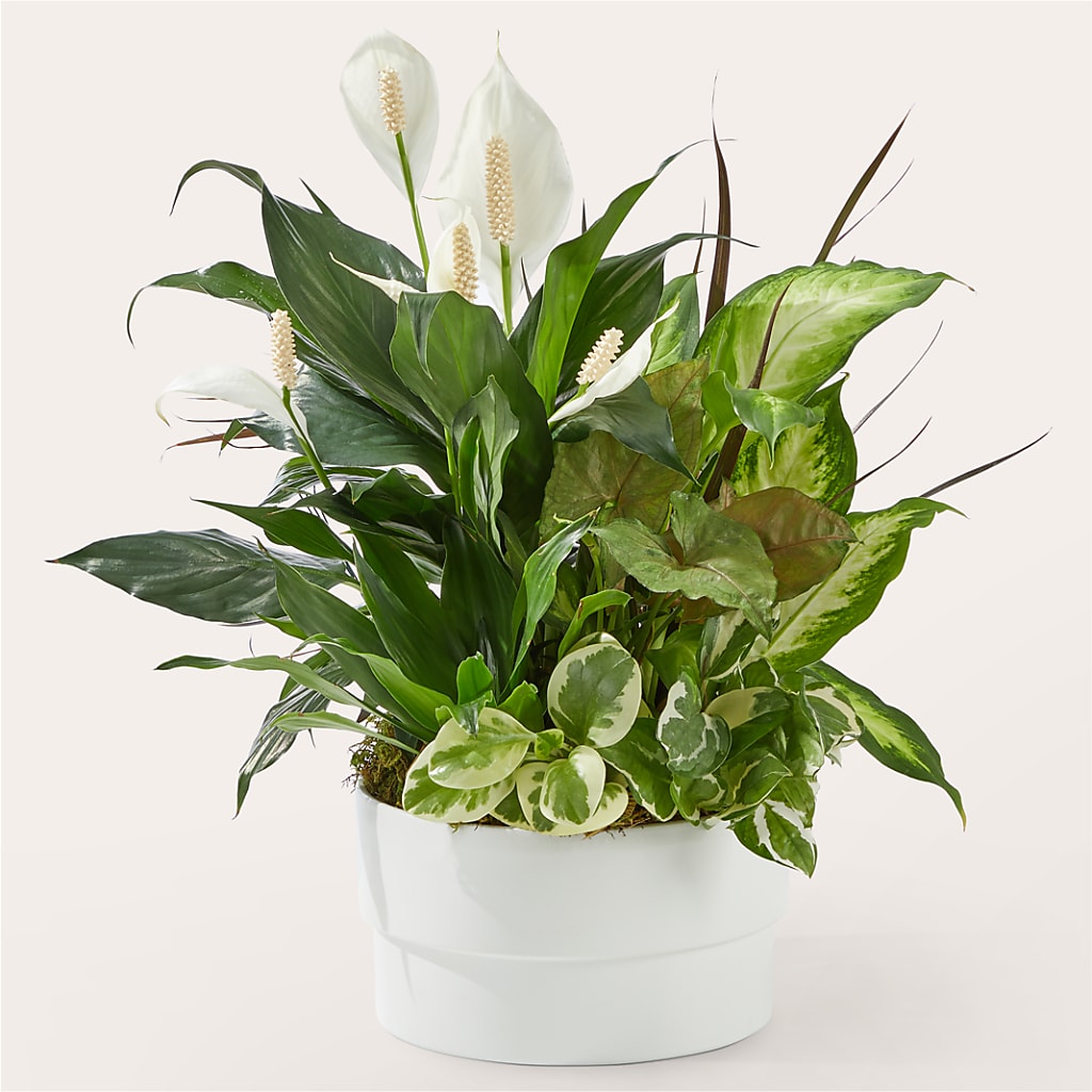 Radiating Positivity Dishgarden – Flora Ventures Llc, Newmarket NH