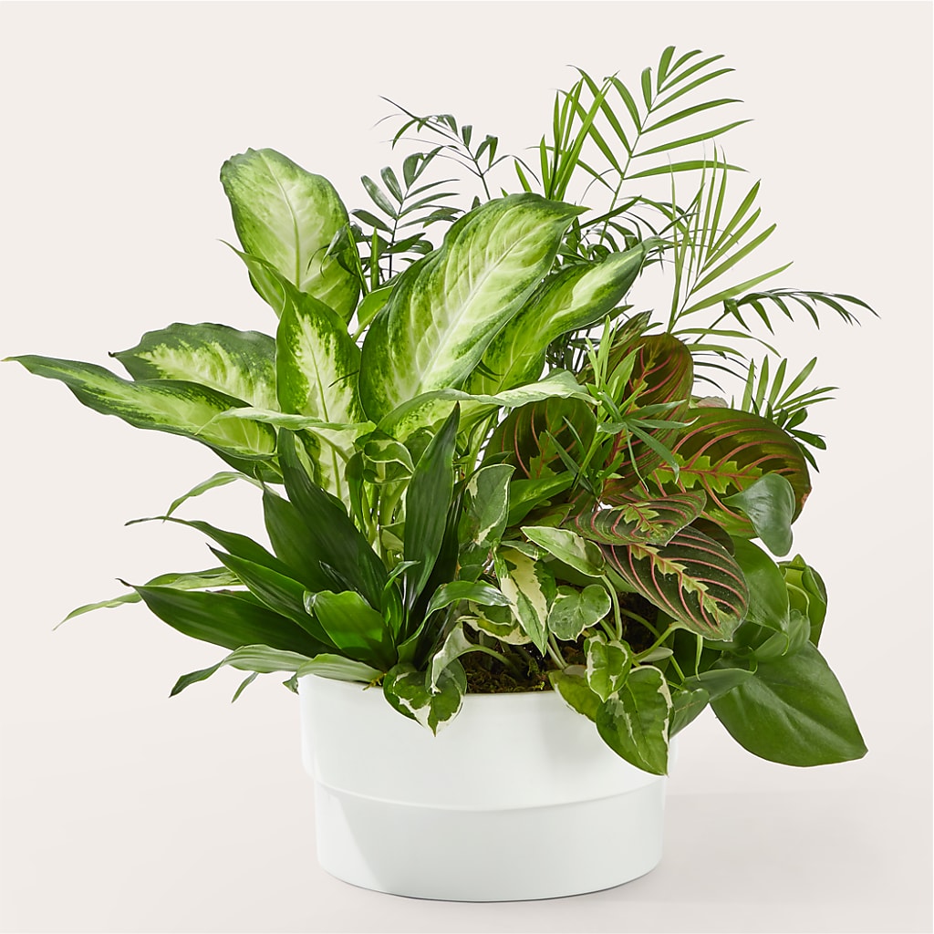 Radiating Positivity Dishgarden – Flora Ventures Llc, Newmarket NH