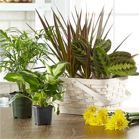 Florist Designed Blooming and Green Plants in a Basket –  Flora Ventures Llc, Newmarket NH