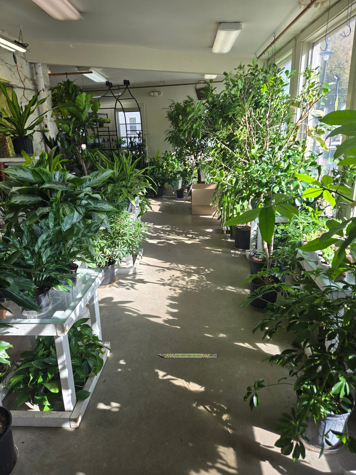 tropical indoor plants –  Flora Ventures Llc, Newmarket NH