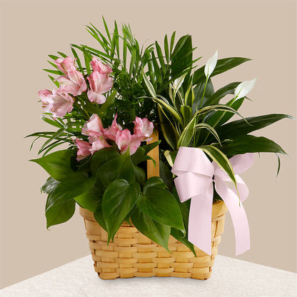 Living Spirit Dishgarden –  Flora Ventures Llc, Newmarket NH