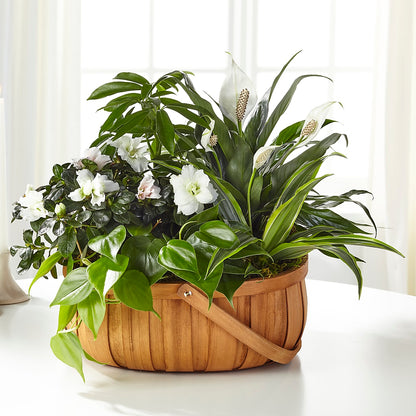 Serene Dishgarden –  Flora Ventures Llc, Newmarket NH