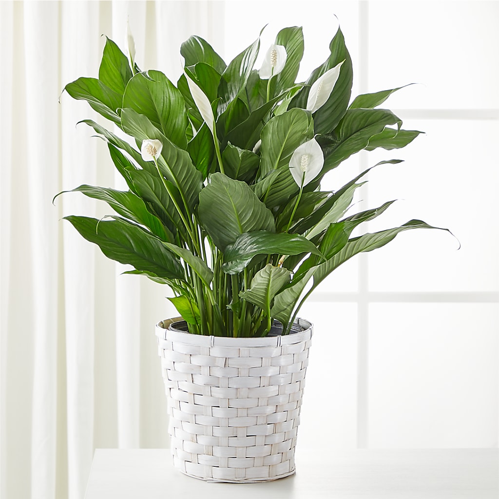 silk peace lily flower A New Leaf Peace Lily – white flower arrangement | Newmarket, NH