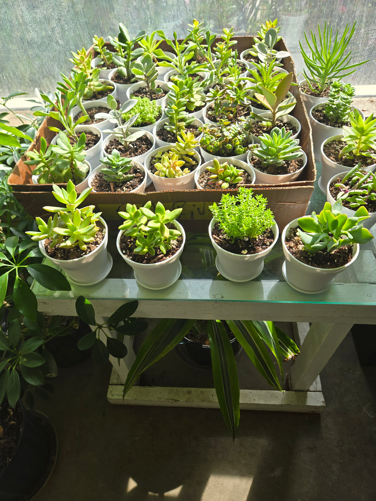 SUCCULENTS –  Flora Ventures Llc, Newmarket NH