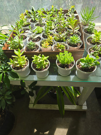 SUCCULENTS –  Flora Ventures Llc, Newmarket NH
