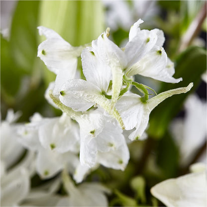 Classic Ivory – A Florist Original –  Flora Ventures Llc, Newmarket NH
